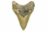 Serrated, Fossil Megalodon Tooth - North Carolina #294487-1